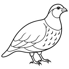 Fototapeta na wymiar white dove isolated on white