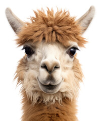 Obraz premium PNG Lama animal mammal alpaca