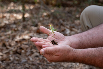 Male hands cupped togeter holding a tiny pine tree.  Earth Day, environment, plant a tree concept.