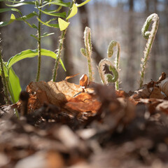 Group of fiddle head ferns unfolding in spring.