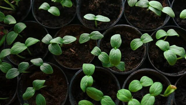 Young fresh seedling stands in plastic pots. cucumber plantation. cultivation of cucumbers in greenhouse. Cucumber seedlings. Selective focus. High quality FullHD footage