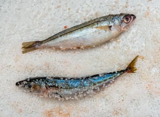 Whole raw organic mackerel fish with sea salt lying on a flat white surface - 785601518