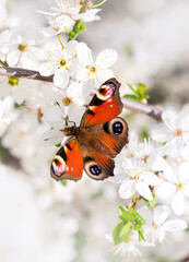 Butterfly on the branches of cherry blossoms. Spring background. Close-up. Selective focus.