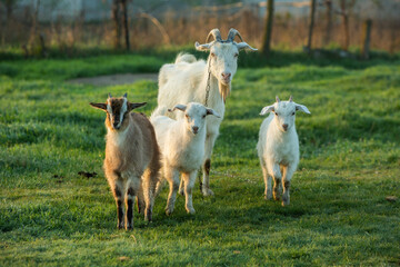 Mother goat with little goats graze green grass in the country. Domestic animals in the country.