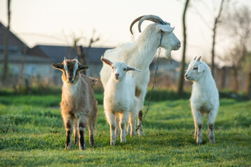 Mother goat with little goats graze green grass in the country. Domestic animals in the country.