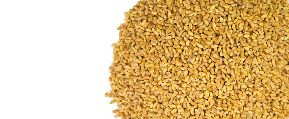 Wheat grains isolated on a white background. Copy space. Top view. Close-up.