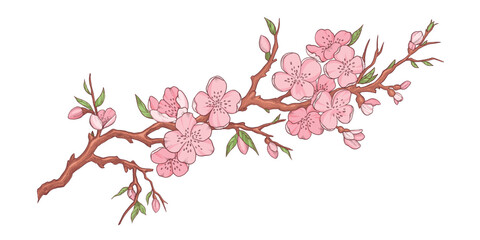 Spring sakura cherry blooming flowers bouquet. Isolated realistic pink petals, blossom, branches, leaves vector set. Design spring tree illustration