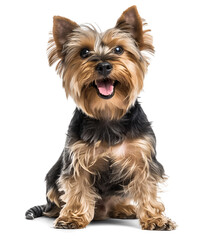Cute yorkshire terrier dog with tongue out on isolated background