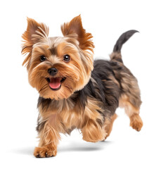 Smiling yorkshire terrier dog in running pose on isolated background