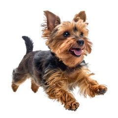 Cute excited yorkshire terrier dog in jumping pose looking happy