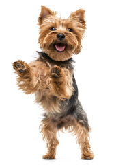 Cute yorkshire terrier dog doing standing trick on isolated background
