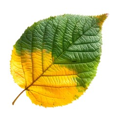 Vibrant Autumn Leaf Close-Up: Stunning Transition from Green to Yellow, Isolated on White Background for Nature Lovers and Designers