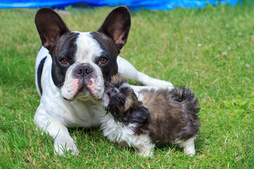 French bulldog and shih tzu puppy playing in the garden