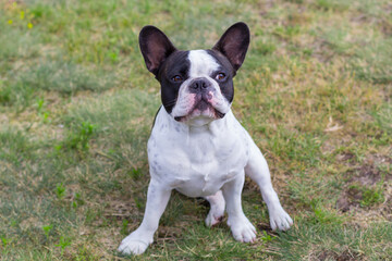 French Bulldog is resting in a sunny garden with a green lawn