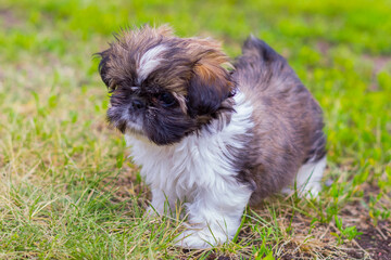 Naklejka na ściany i meble Shih tzu puppy playing in the garden