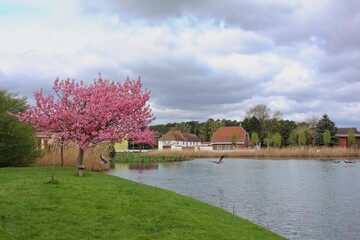 Lake by a village in Germany with a plum tree with its rose blossoms in spring and some ducks...