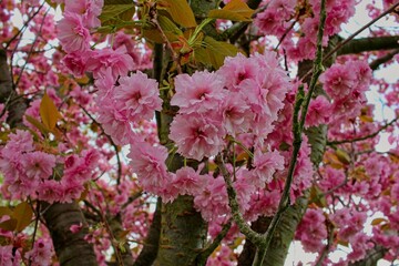 closeup of rose blossoms in a plumtree.