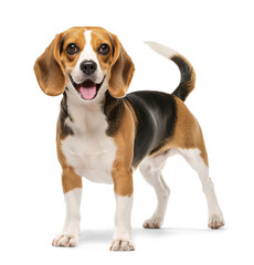 Portrait of a beagle dog with mouth open on isolated transparent background