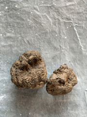 Black truffle mushroom on gray background