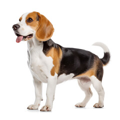 Beagle dog side full body portrait with tongue out on isolated background