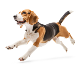Excited beagle dog in running jumping pose looking happy, isolated background