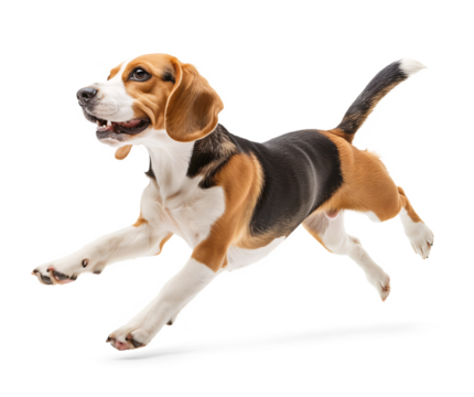 Excited beagle dog in running jumping pose looking happy, isolated background