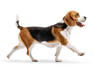 Cute happy beagle dog in walking pose, side profile view on isolated background