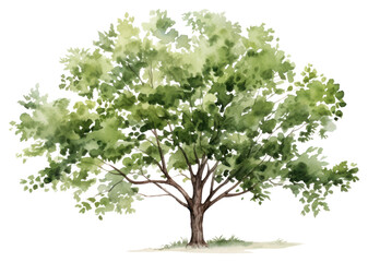 Fototapeta premium PNG Tree plant transparent background tranquility
