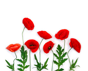 Flowers red poppy ( Papaver rhoeas, corn poppy, corn rose, field poppy, red weed ) on a white background with space for text. Top view, flat lay