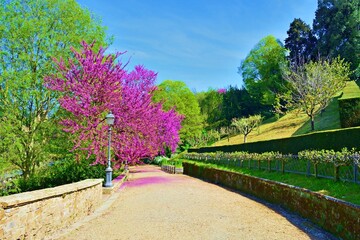 view of the Bardini garden, historic park of Villa Bardini located in the historic center of...