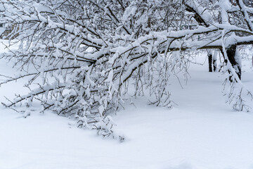 Winter snow-covered forest. Snowfall in the winter forest.