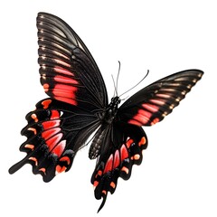 Fototapeta na wymiar Exquisite Black-Red Butterfly Papilio Rumanzovia: Stunning Macro Photography on White Background for Nature Enthusiasts and Collectors