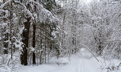 Winter snow-covered forest. Snowfall in the winter forest.