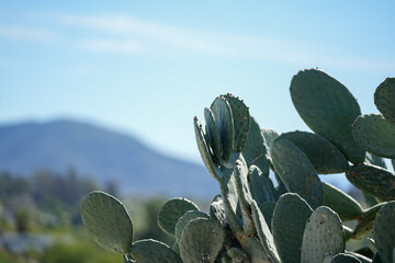 Cactus with mountains in the background