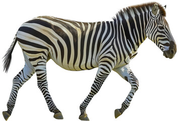 Fototapeta na wymiar Zebra with distinctive black and white stripes cut out png on transparent background