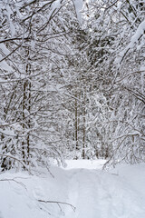 Winter snow-covered forest. Snowfall in the winter forest.