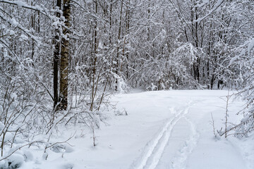 Obraz premium Winter snow-covered forest. Snowfall in the winter forest.