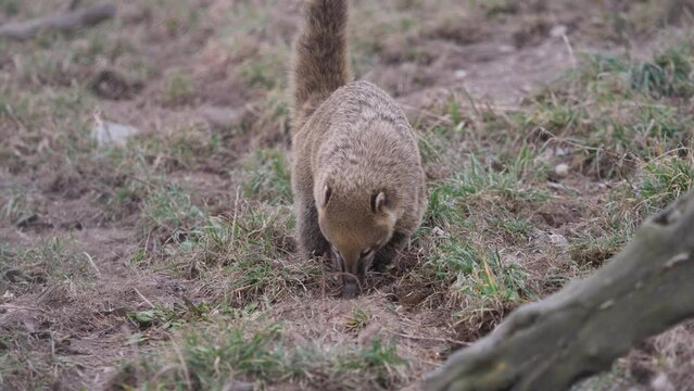South American ring-tailed coati (Nasua nasua) digging for food in the ground