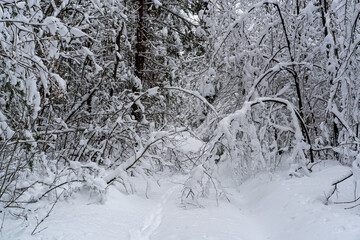 Winter snow-covered forest. Snowfall in the winter forest.