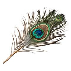 Fototapeta premium Peacock Feather Isolated on Transparent Background
