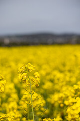 Obraz premium Flowering canola or rapeseed field