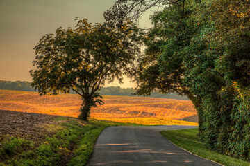 Late Evening Sunshine on a Wheat Field.  A winding road cuts through a lush landscape under the...