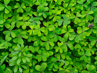 Green clover leaves texture photography