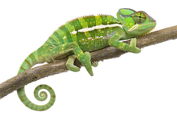 Vivid green chameleon isolated on white background. Lizard on tree brunch