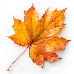 Naklejka na ściany i meble Autumnal Radiance: Vibrant Maple Leaf in Yellow, Orange, and Red Hues
