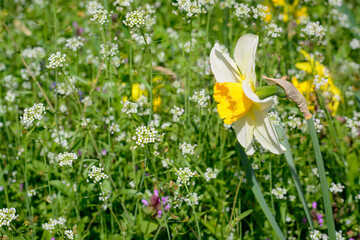 Narcissus with white petals on the side in a clearing with flowers