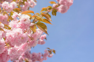Branches with cherry blossoms and pink petals against a background of blue sky