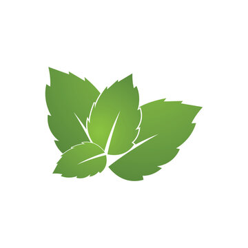 green mint leaves on white background clip art preview