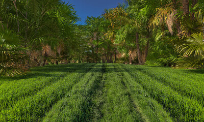 tropical palms garden field