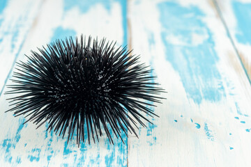 View of sea urchin on wooden background.